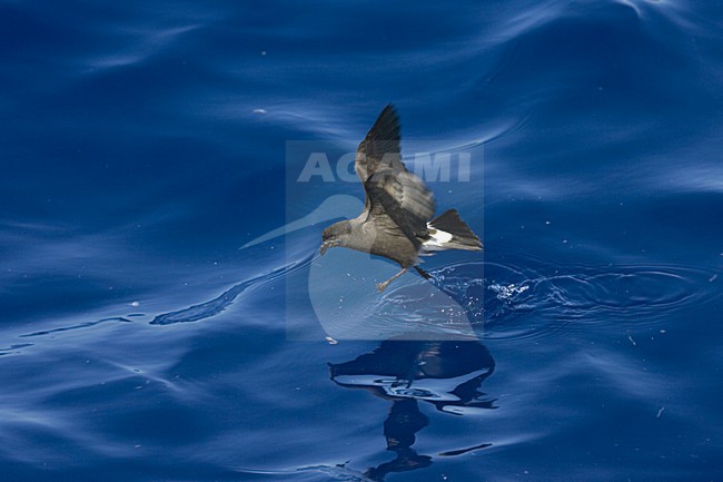 Band-rumped Storm-petrel flying;  Madeirastormvogeltje vliegend stock-image by Agami/Marc Guyt,