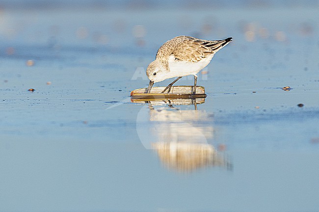  stock-image by Agami/Menno van Duijn,