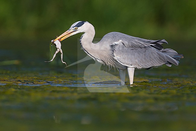 Grey Heron (Ardea cinerea), adult with a caught frog stock-image by Agami/Saverio Gatto,