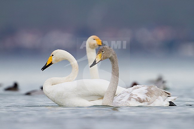 Whooper Swan - Singschwan - Cygnus cygnus, Switzerland, 2nd cy with adult stock-image by Agami/Ralph Martin,