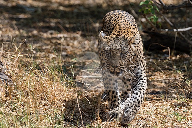 A leopard, Panthera pardus, walking in the bush Khwai Concession, Okavango Delta, Botswana stock-image by Agami/Sergio Pitamitz,