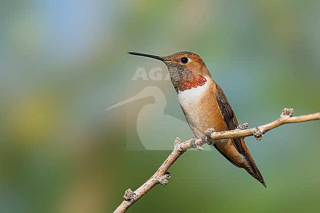 Adult male
Riverside Co., CA
April 2022 stock-image by Agami/Brian E Small,