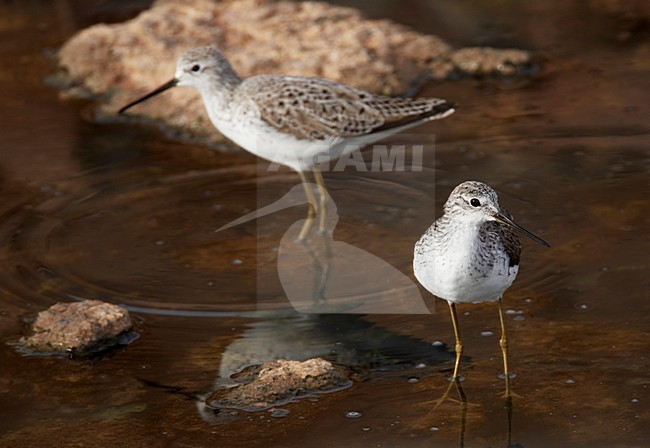 Poelruiter foeragerend; Marsh Sandpiper feeding stock-image by Agami/Markus Varesvuo,