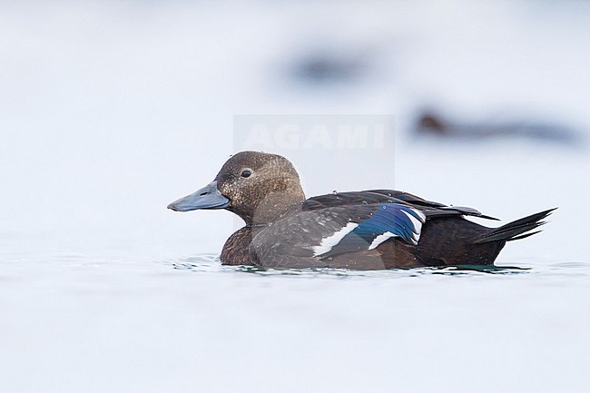 Steller's Eider (Polysticta stelleri) in north Norway. stock-image by Agami/Ralph Martin,