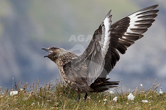 Adult Great Skua (Catharacta skua) during summer in the Shetland islands in Scotland. Calling loudly with wings raised high stock-image by Agami/Markus Varesvuo,