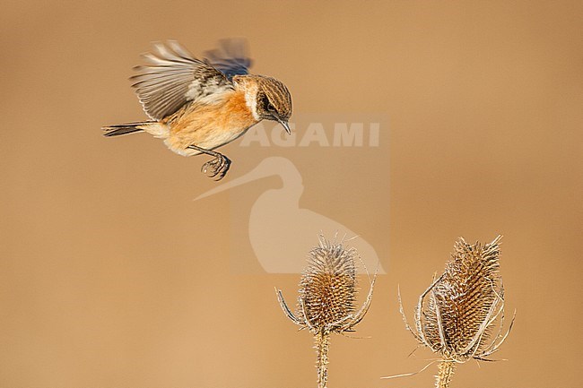 European Stonechat, Saxicola rubicola) hovering for a flower in the dunes of Katwijk, Netherlands. stock-image by Agami/Menno van Duijn,