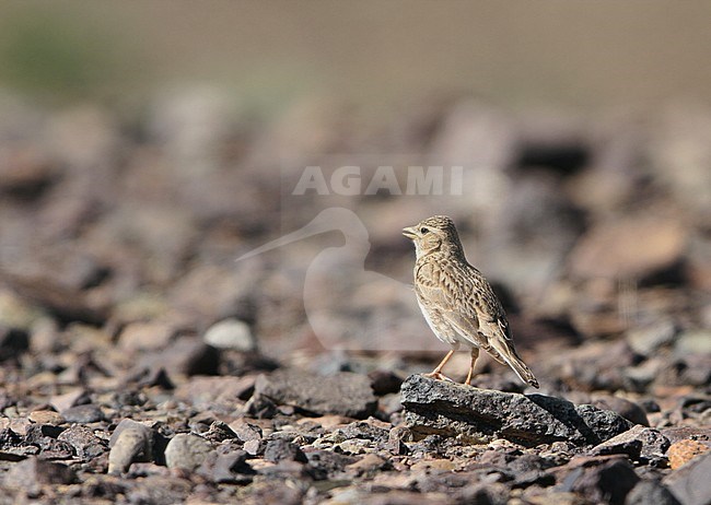 Asian Short-toed Lark (Alaudala cheleensis) singing from the rocky desert floor in the Mongolian desert. stock-image by Agami/James Eaton,