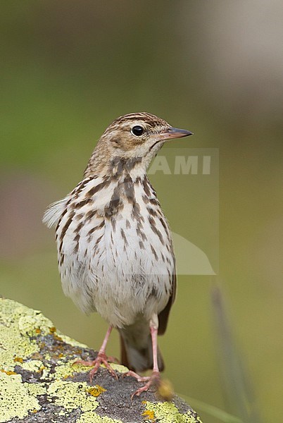 Tree Pipit - Baumpieper - Anthus trivialis, Kazakhstan stock-image by Agami/Ralph Martin,