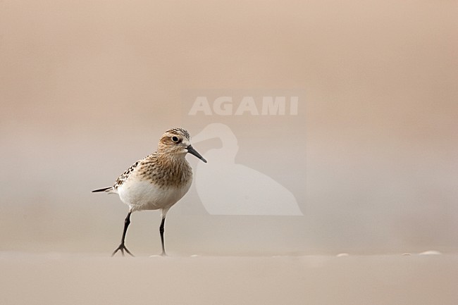 Bairds Strandloper op strand Wassenaar; Baird's Sandpiper on Wassenaar Beach (Netherlands) stock-image by Agami/Menno van Duijn,