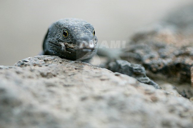 Gallotia galloti close up van kop,Tenerife Lizard close-up of head stock-image by Agami/Menno van Duijn,
