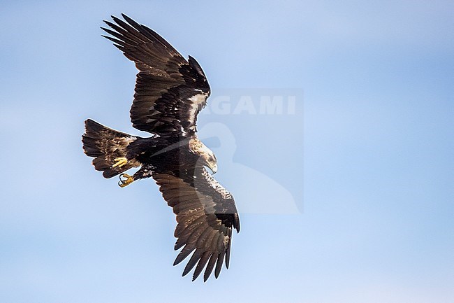 Adult Spanish Imperial Eagle (Aquila adalberti) in flight near Cordoba in Spain. Gliding through the air. stock-image by Agami/Oscar Díez,