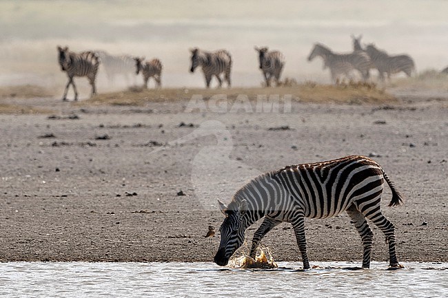 Burchell's Zebra, Equus Quagga Burchellii, at a watering hole. Ndutu, Ngorongoro Conservation Area, Tanzania. stock-image by Agami/Sergio Pitamitz,