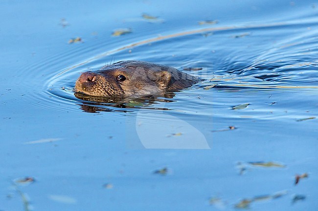 Eropean Otter, swimming in blue water, Campania, Italy (Lutra lutra) stock-image by Agami/Saverio Gatto,