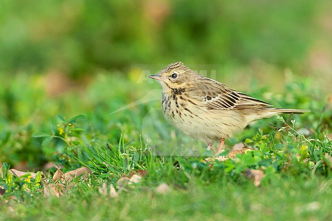 Adult Tree Pipit (Anthus trivialis) during spring migration in Eilat, Israel. stock-image by Agami/Marc Guyt,