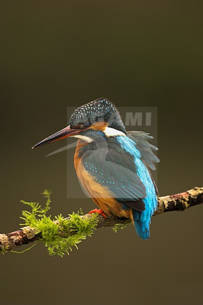 IJsvogel zittend op tak, Common Kingfisher perched on a branch stock-image by Agami/Danny Green,