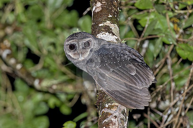 Greater Sooty Owl, Tyto tenebricosa, in West Papua, Indonesia. stock-image by Agami/Pete Morris,