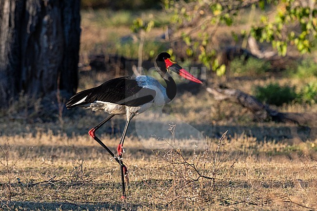 A saddle-billed stork, Ephippiorhynchus senegalensis, walking. Moremi Game Reserve, Okavango Delta, Botswana stock-image by Agami/Sergio Pitamitz,