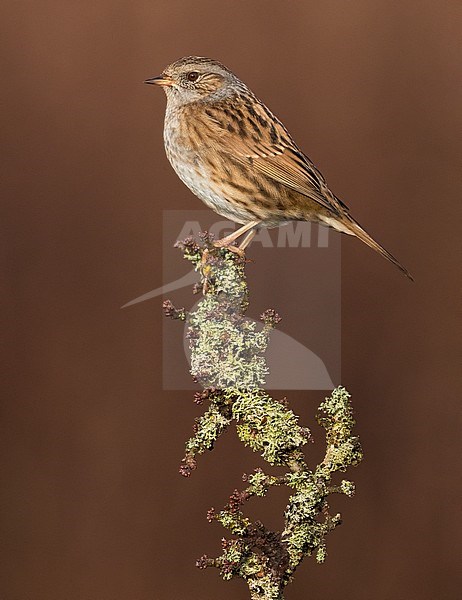 Dunnock, Prunella modularis stock-image by Agami/Daniele Occhiato,