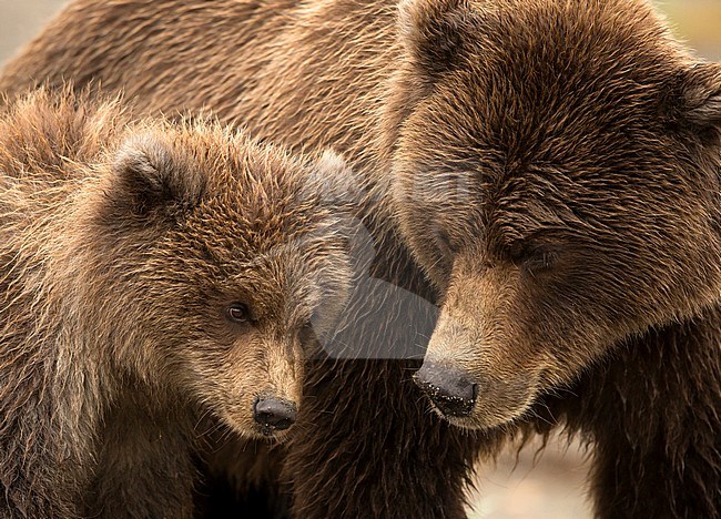 Coastal Brown Bear (Ursus arctos) and cub, Lake Clarke National Park, Alaska, September 2014. stock-image by Agami/Danny Green,