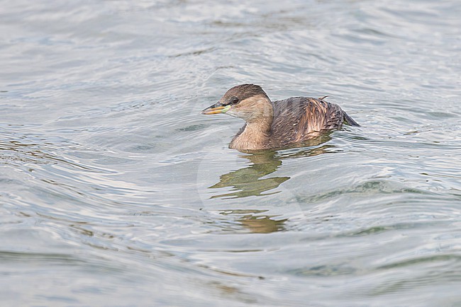  stock-image by Agami/Jacob Garvelink,