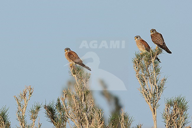 Two males and one female in second calendar year of Lesser Kestrels (Falco naumanni) of the subspecies ssp. pekinensis perching on a Saxaul bush in Govi desert stock-image by Agami/Mathias Putze,