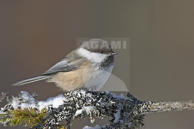 Siberian Tit perched on branch; Bruinkopmees zittend tak stock-image by Agami/Jari Peltomäki,