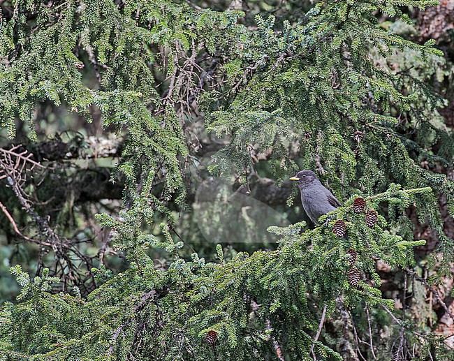 Sichuan Jay (Perisoreus internigrans) in Sichuan, China. stock-image by Agami/Pete Morris,