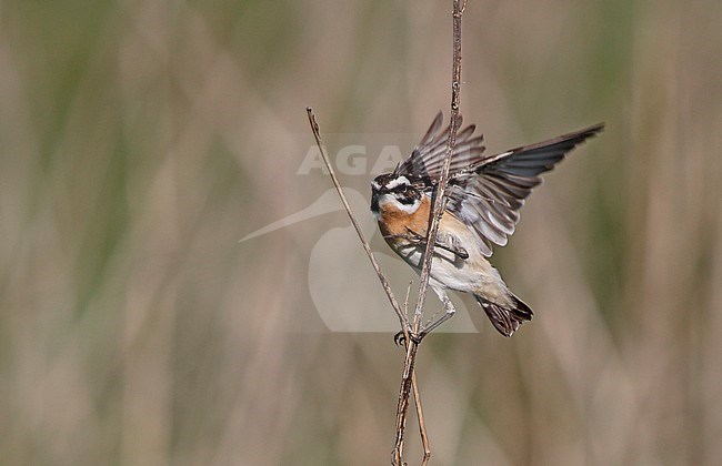 Male Whinchat (Saxicola rubetra) balancing on a small twig in Denmark during spring. stock-image by Agami/Helge Sorensen,