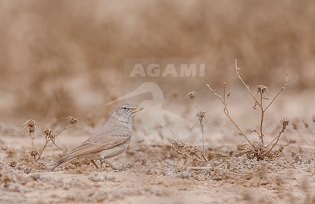Desert Lark (Ammomanes deserti isabellina) in southern Negev, Israel. stock-image by Agami/Marc Guyt,
