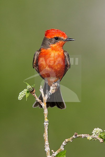 Adult breeding plumaged Vermilion flycatcher (Pyrocephalus obscurus)
Riverside Co., California, USA
April 2018 stock-image by Agami/Brian E Small,