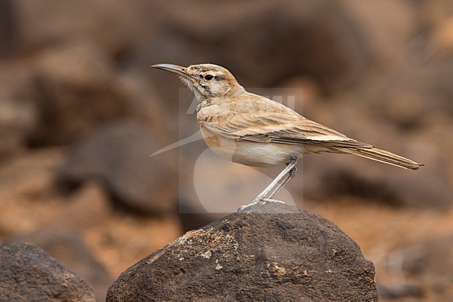 Witbandleeuwerik, Greater Hoopoe-Lark stock-image by Agami/Daniele Occhiato,