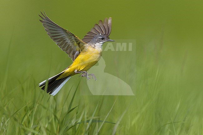 Ashy-headed Wagtail, Motacilla flava cinereocapilla, in Italy. stock-image by Agami/Daniele Occhiato,