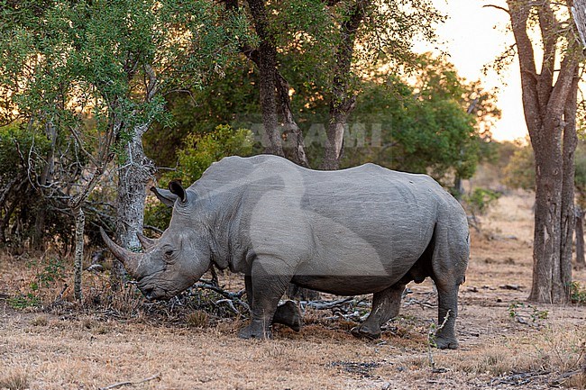 Portrait of a white rhinoceros, Ceratotherium simum, walking. Mala Mala Game Reserve, South Africa. stock-image by Agami/Sergio Pitamitz,