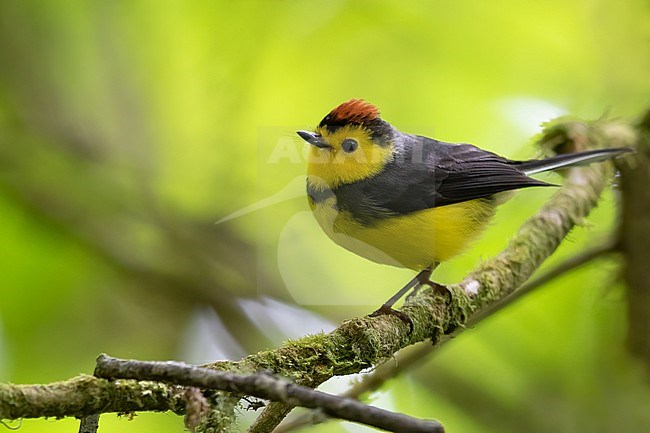 Collared Redstart (Myioborus torquatus) perched on a branch in a rainforest in Panama. Also known as Collared Whitestart. stock-image by Agami/Dubi Shapiro,
