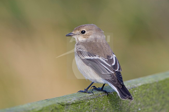 Bonte Vliegenvanger eerste winter op de uitkijk; European Pied Flycatcher first-winter on a stake-out stock-image by Agami/Arie Ouwerkerk,