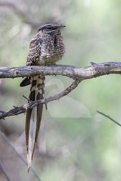 A male Scissor-tailed Nightjar (Hydropsalis torquata furcifer) at Mendoza, Argentina. stock-image by Agami/Tom Friedel,