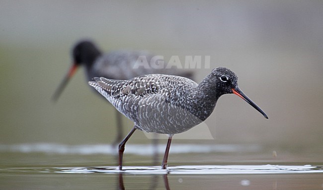 Volwassen Zwarte Ruiter in zomerkleed; Adult Spotted Redshank in summer plumage stock-image by Agami/Markus Varesvuo,