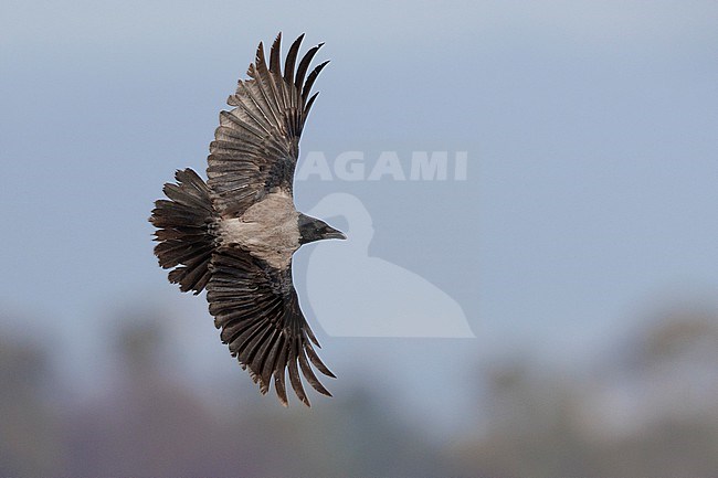 Hooded Crow (Corvus cornix), individual in flight showing upperparts, Campania, Italy stock-image by Agami/Saverio Gatto,