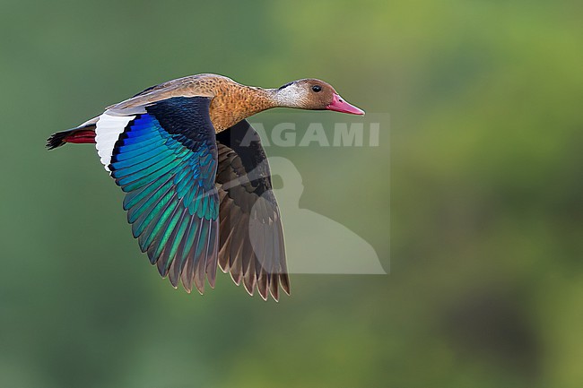 Brazilian Teal (Amazonetta brasiliensis) in flight  in Argentina stock-image by Agami/Dubi Shapiro,
