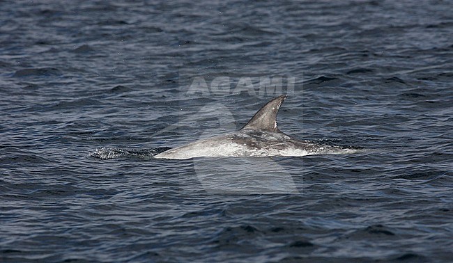 Gramper, Risso's Dolphin, Grampus griseus stock-image by Agami/Hugh Harrop,