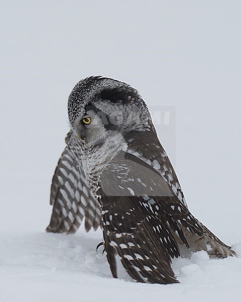 Northern Hawk Owl (Surnia ulula ulula) on snow, side view of bird with wings spread stock-image by Agami/Kari Eischer,