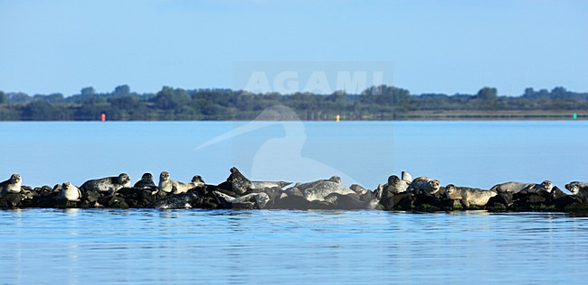 Gewone zeehonden in de Grevelingen; Common Harbour Seals  resting stock-image by Agami/Jacques van der Neut,