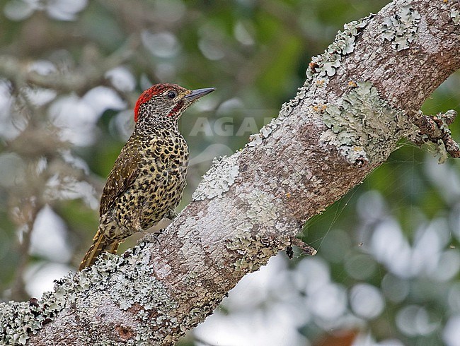 Knysna Woodpecker (Campethera notatus) in South Africa. stock-image by Agami/Pete Morris,
