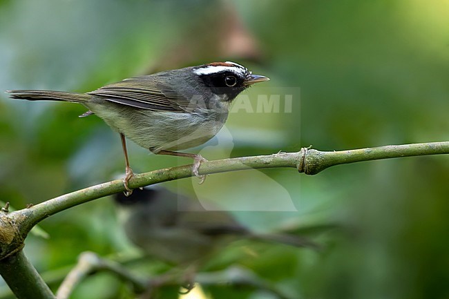 Black-cheeked Warbler (Basileuterus melanogenys) perched on a branch in a rainforest in Panama. Endemic to the Talamancan montane forests of Costa Rica and western Panama. stock-image by Agami/Dubi Shapiro,