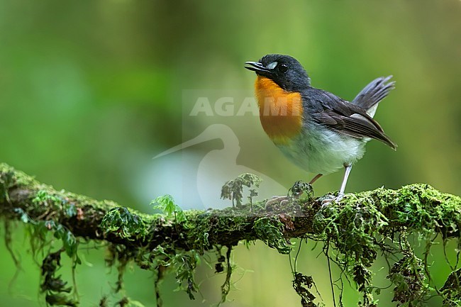 Orange-breasted Forest Robin (Stiphrornis erythrothorax gabonensis) perched on a branch in a rainforest in Equatorial Guinea and Bioko. Possibly this subspecies. stock-image by Agami/Dubi Shapiro,