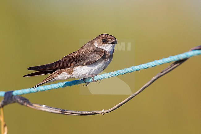 Sand Martin (Riparia riparia) perched on a wire near a marsh in Guksu Delta, Turkey. stock-image by Agami/Vincent Legrand,