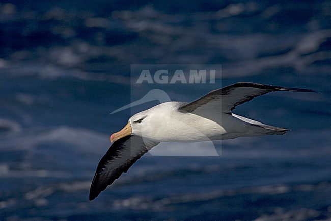 Adult Black-browed Albatross flying above the ocean; Volwassen Wenkbrauwalbatros vliegend boven de oceaan stock-image by Agami/Marc Guyt,