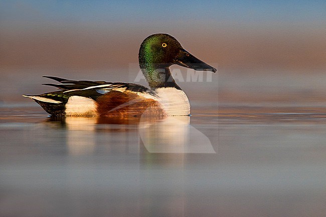 Male Northern Shoveler, Spatula clypeata, in Italy. stock-image by Agami/Daniele Occhiato,