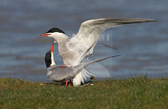 Common Tern mating; Visdief parend stock-image by Agami/Marc Guyt,