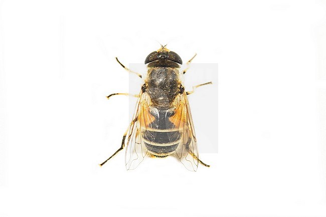 Eristalis horticola stock-image by Agami/Wil Leurs,